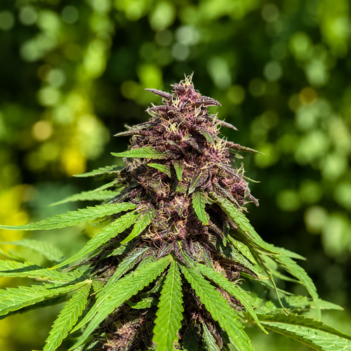 Plante Orange Fritter